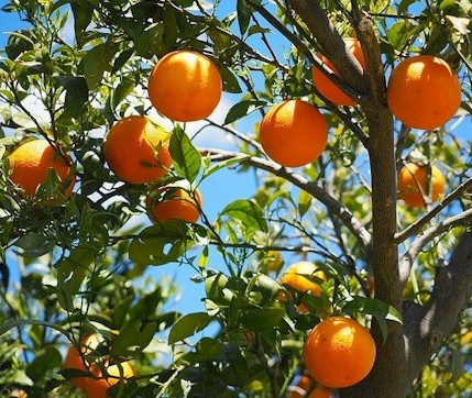 Picture of a fruit tree