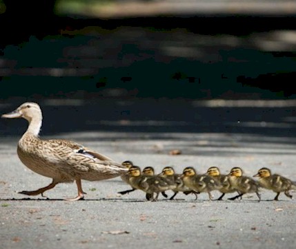 Image of mama duck leading her babies